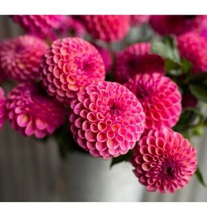 Caitlyn’s Joy Dahlia Tuber - 1 tuber